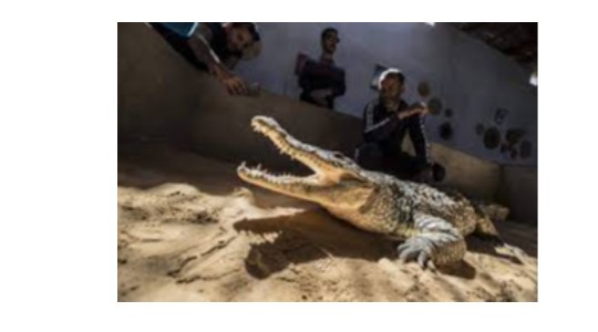AMAZING!!! Egypt's Nubians Tame Crocodiles For Selfie Snapping Tourists