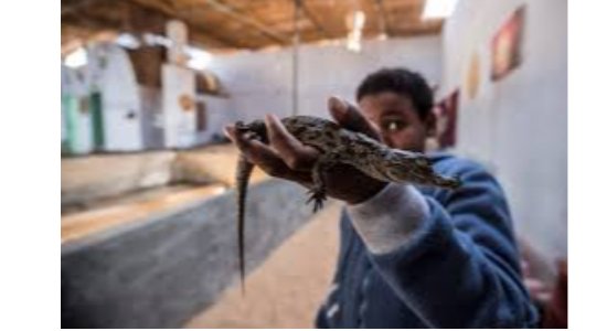 AMAZING!!! Egypt's Nubians Tame Crocodiles For Selfie Snapping Tourists