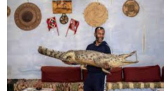 AMAZING!!! Egypt's Nubians Tame Crocodiles For Selfie Snapping Tourists