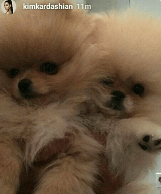 Kim Kardashian Posts Pic Of Two Brown Puppies After Beyonce Shared Pic Of Her Twins